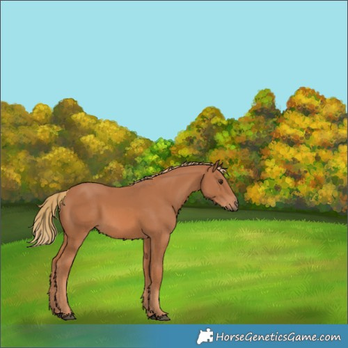 Horse Color:Unknown 