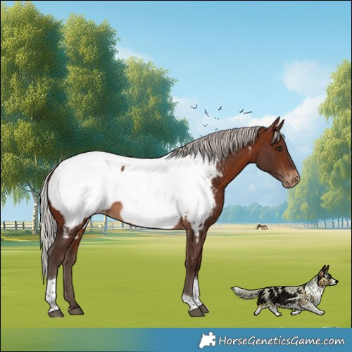 Horse Color:Silver Bay Tobiano Near Fewspot