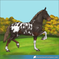 Horse Color:Liver Chestnut Tobiano Blanket 