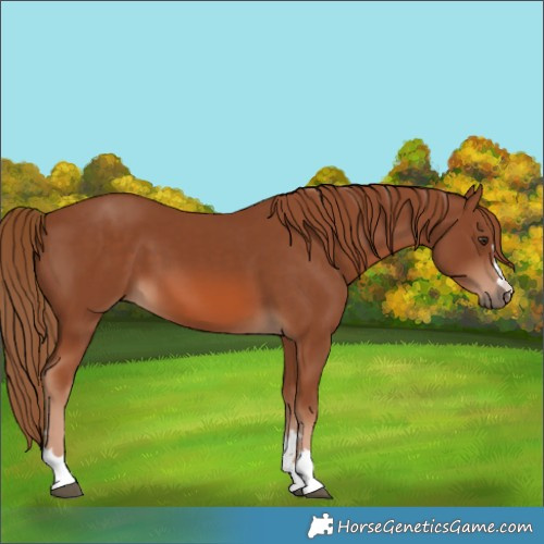 Horse Color:Chestnut 