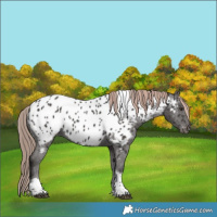 Horse Color:Liver Chestnut Tobiano Appaloosa 