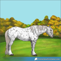 Horse Color:Liver Chestnut Tobiano Near Leopard 