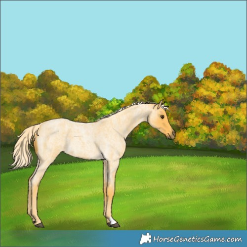 Horse Color:Palomino Roan 