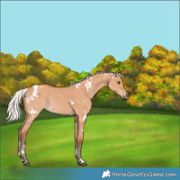 Horse Color:White Spotted Silver Bay Dun Rabicano 