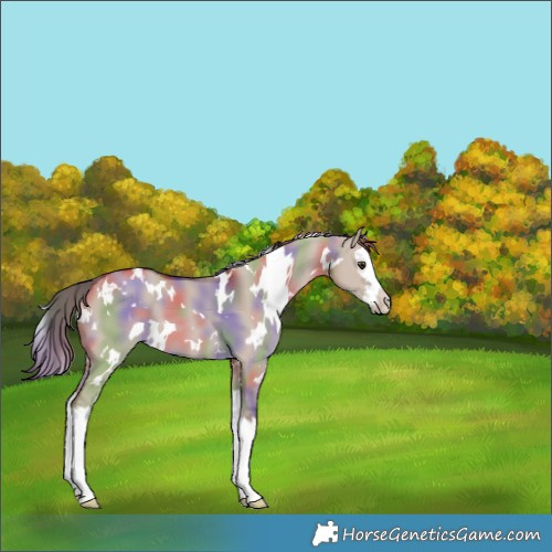 Horse Color:Nacre White Spotted Liver Red Dun Splash