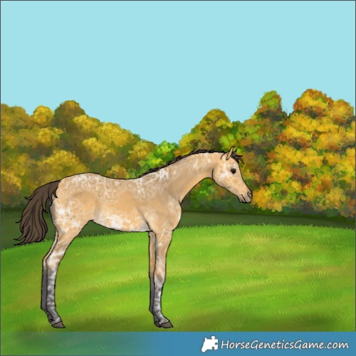 Horse Color:Buckskin Ice
