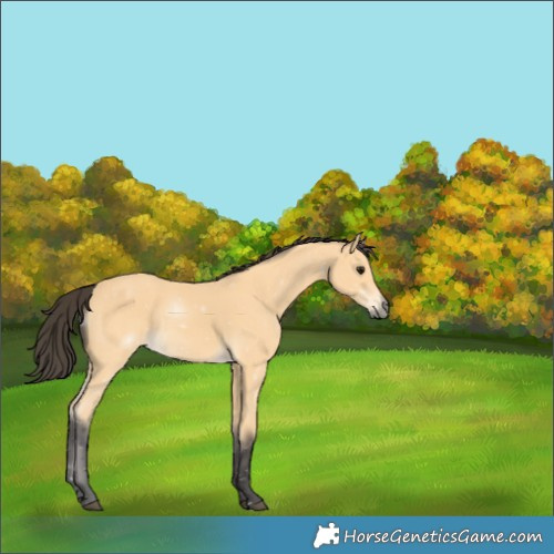 Horse Color:Buckskin Rabicano