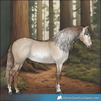 Horse Color:Gray Liver Red Dun Tobiano Appaloosa 