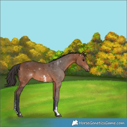 Horse Color:Bay Sabino 