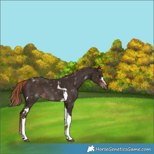 Horse Color:Liver Chestnut Tobiano 
