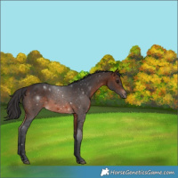 Horse Color:Brown 