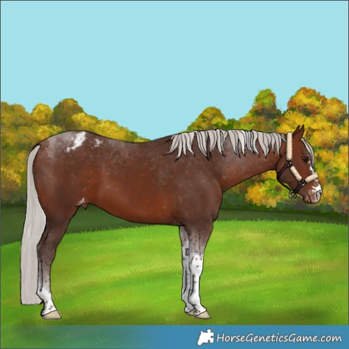 Horse Color:Silver Bay Tobiano Appaloosa