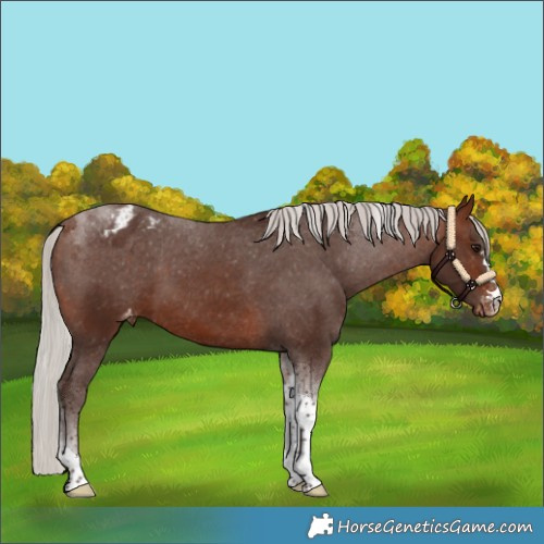 Horse Color:Silver Bay Tobiano Appaloosa 