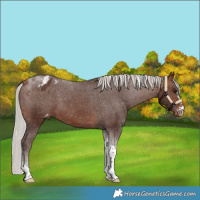 Horse Color:Silver Bay Tobiano Blanket