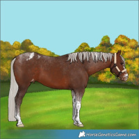Horse Color:Silver Bay Tobiano Appaloosa
