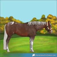 Horse Color:Silver Bay Tobiano Blanket