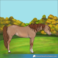 Horse Color:Red Dun 