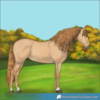 Horse Color:Red Dun