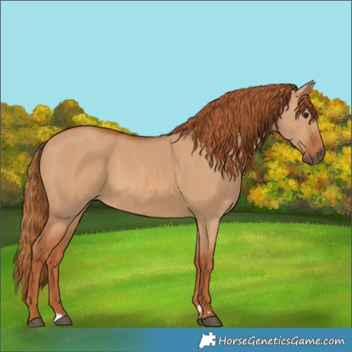 Horse Color:Red Dun