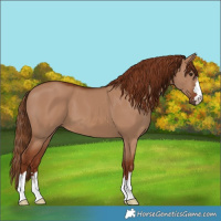 Horse Color:Red Dun 