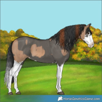 Horse Color:Red Dun Splash and Grullo Splash