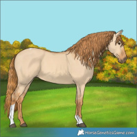 Horse Color:Red Dun Tobiano