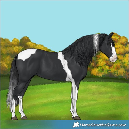 Horse Color:Black Splash Tobiano 