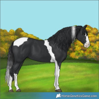 Horse Color:Black Splash Tobiano 