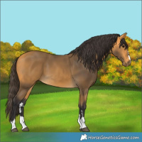 Horse Color:Buckskin 
