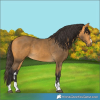 Horse Color:Buckskin