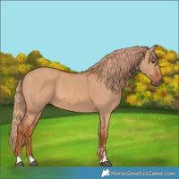 Horse Color:Red Dun 
