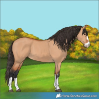 Horse Color:Bay Dun
