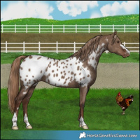 Horse Color:Liver Red Dun Near Leopard 