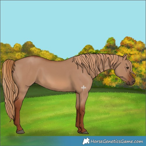 Horse Color:Red Dun 