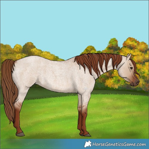 Horse Color:Red Dun Roan 