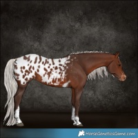 Horse Color:Silver Brown Tobiano Appaloosa 