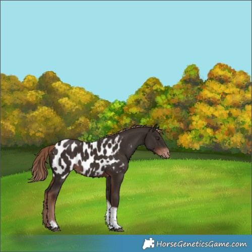 Horse Color:Liver Chestnut Tobiano Appaloosa 