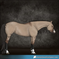 Horse Color:Liver Red Dun Rabicano