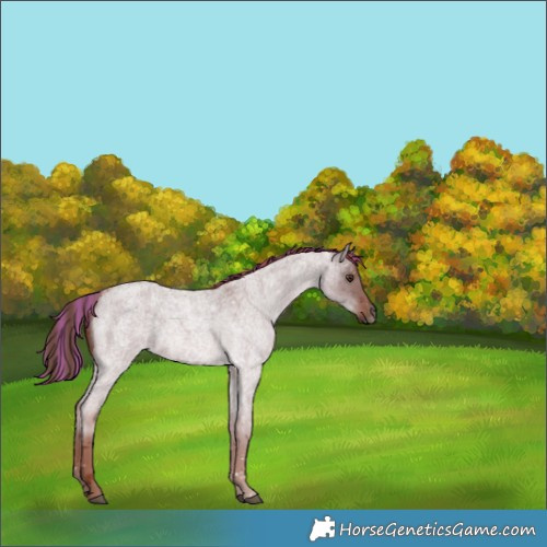 Horse Color:Painted Red Dun Roan 