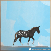 Horse Color:Liver Chestnut Tobiano Blanket 