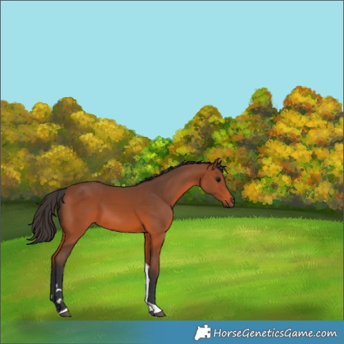 Horse Color:Bay Tobiano 