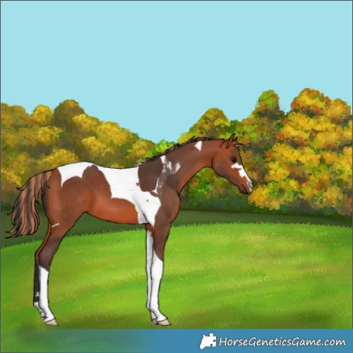 Horse Color:Painted Bay Tobiano