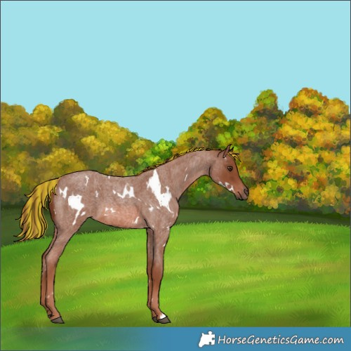 Horse Color:Painted White Spotted Red Roan 