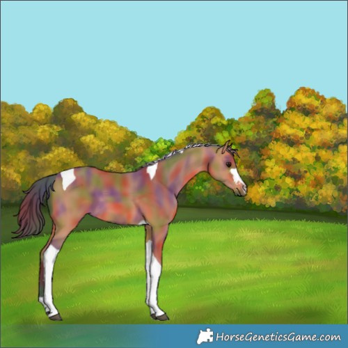 Horse Color:Nacre Bay Tobiano 