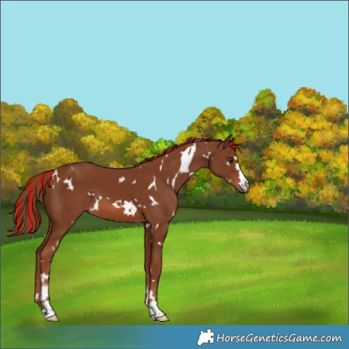 Horse Color:Painted White Spotted Chestnut 