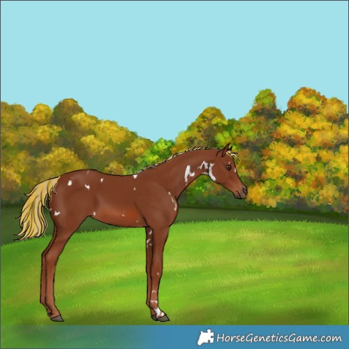 Horse Color:Painted White Spotted Chestnut