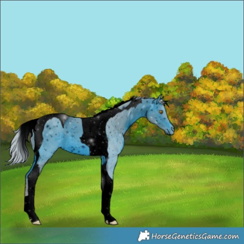 Horse Color:ERROR: UNKNOWN ANOMALY
