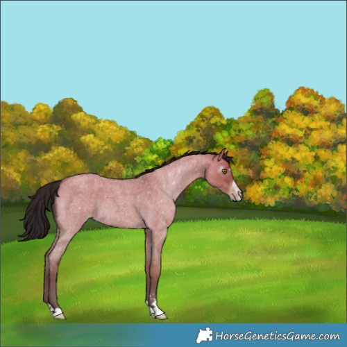 Horse Color:Gray Classic Cream Champagne Roan Dun