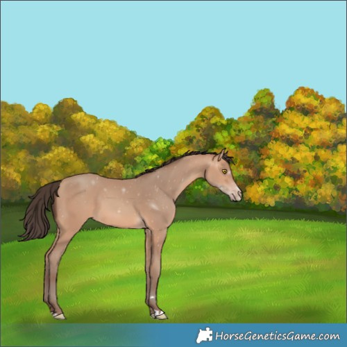 Horse Color:Amber Champagne 