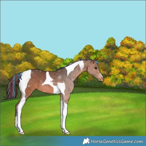 Horse Color:Painted Bay Tobiano Varnish 